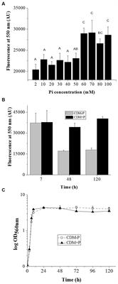 Inorganic phosphate modifies stationary phase fitness and metabolic pathways in Lactiplantibacillus paraplantarum CRL 1905